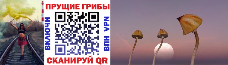 Купить где  Димитровград  Псилоцибиновые грибы мицелий 